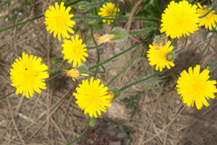 Hypochaeris achyrophorus