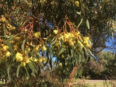 Eucalyptus leucoxylon leucoxylon