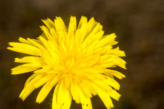 Hypochaeris achyrophorus