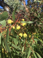Eucalyptus leucoxylon leucoxylon