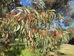 Eucalyptus leucoxylon leucoxylon