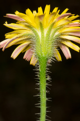 Hypochaeris achyrophorus