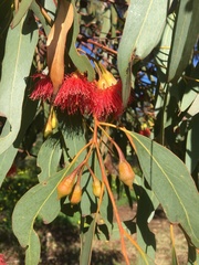 Eucalyptus leucoxylon leucoxylon