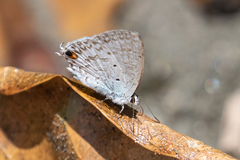 Catochrysops nubila