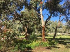 Eucalyptus leucoxylon leucoxylon