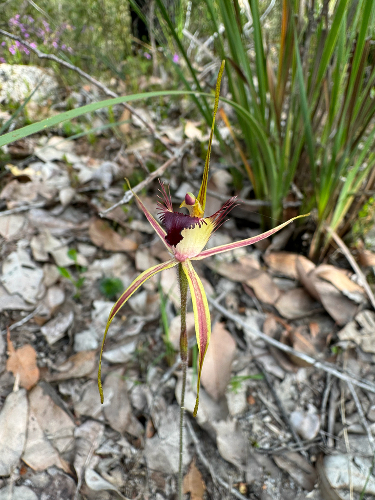Caladenia brownii