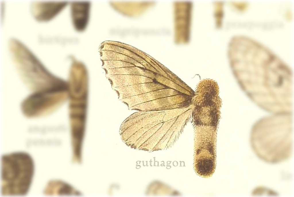 Titya guthagon