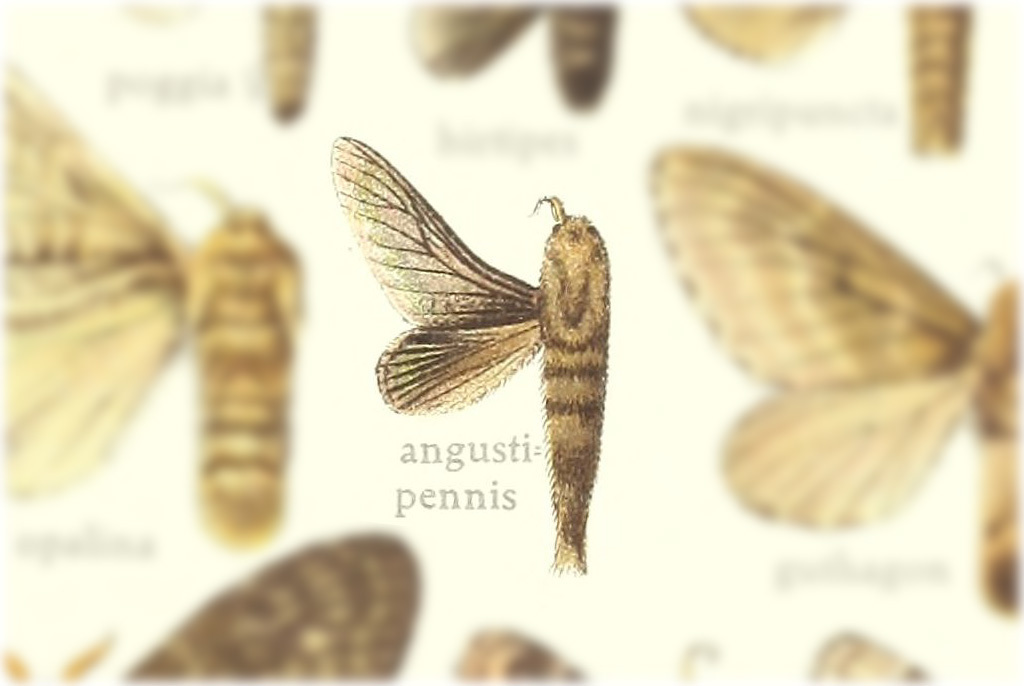 Titya angustipennis