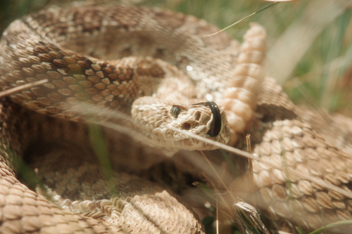 Prairie Rattlesnake