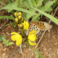 Senna italica arachoides