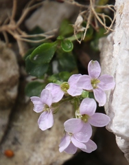 Noccaea rotundifolia