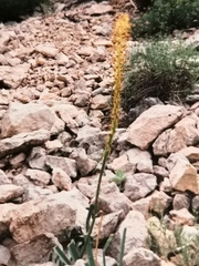 Asphodeline lutea