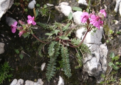 Pedicularis rostratocapitata