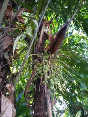 Bactris