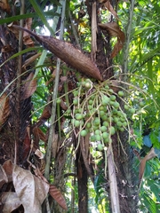 Bactris