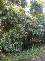 Miconia affinis