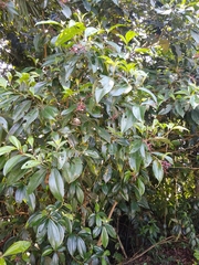 Miconia affinis