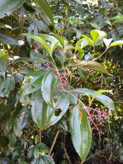 Miconia affinis
