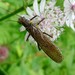 Stoneflies - Photo (c) gailhampshire, some rights reserved (CC BY)