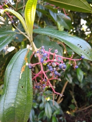 Miconia affinis