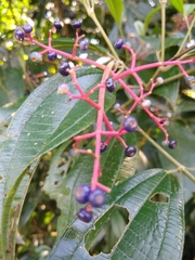 Miconia affinis