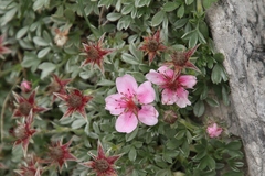 Potentilla nitida