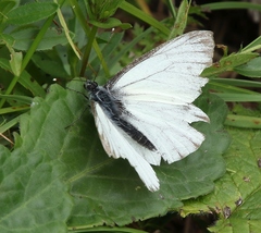 Pieris bryoniae