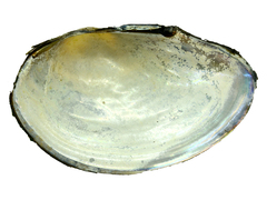 Sinanodonta schrenkii