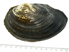 Sinanodonta schrenkii