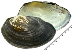 Sinanodonta schrenkii