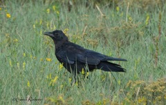 Corvus brachyrhynchos
