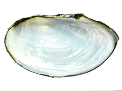 Sinanodonta schrenkii