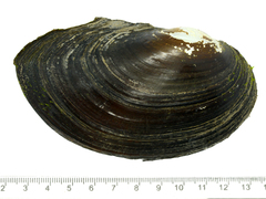 Sinanodonta schrenkii