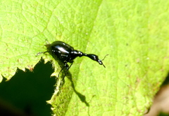 Trachelophorus madegassus