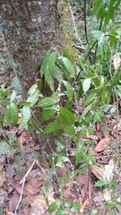 Elatostema