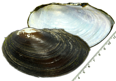 Sinanodonta schrenkii