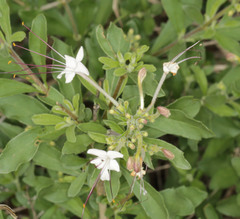 Clerodendrum ternatum