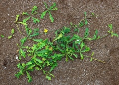 Launaea sarmentosa