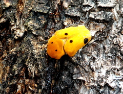Doryscelis calcarata