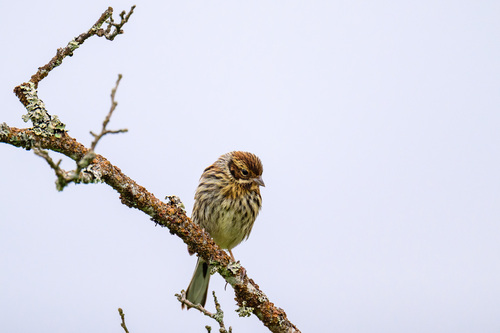 Reed Bunting