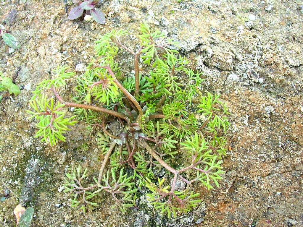 Ranunculus aquatilis