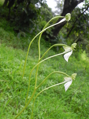 Habenaria longicorniculata