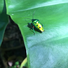 Calliphara excellens