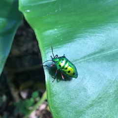 Calliphara excellens