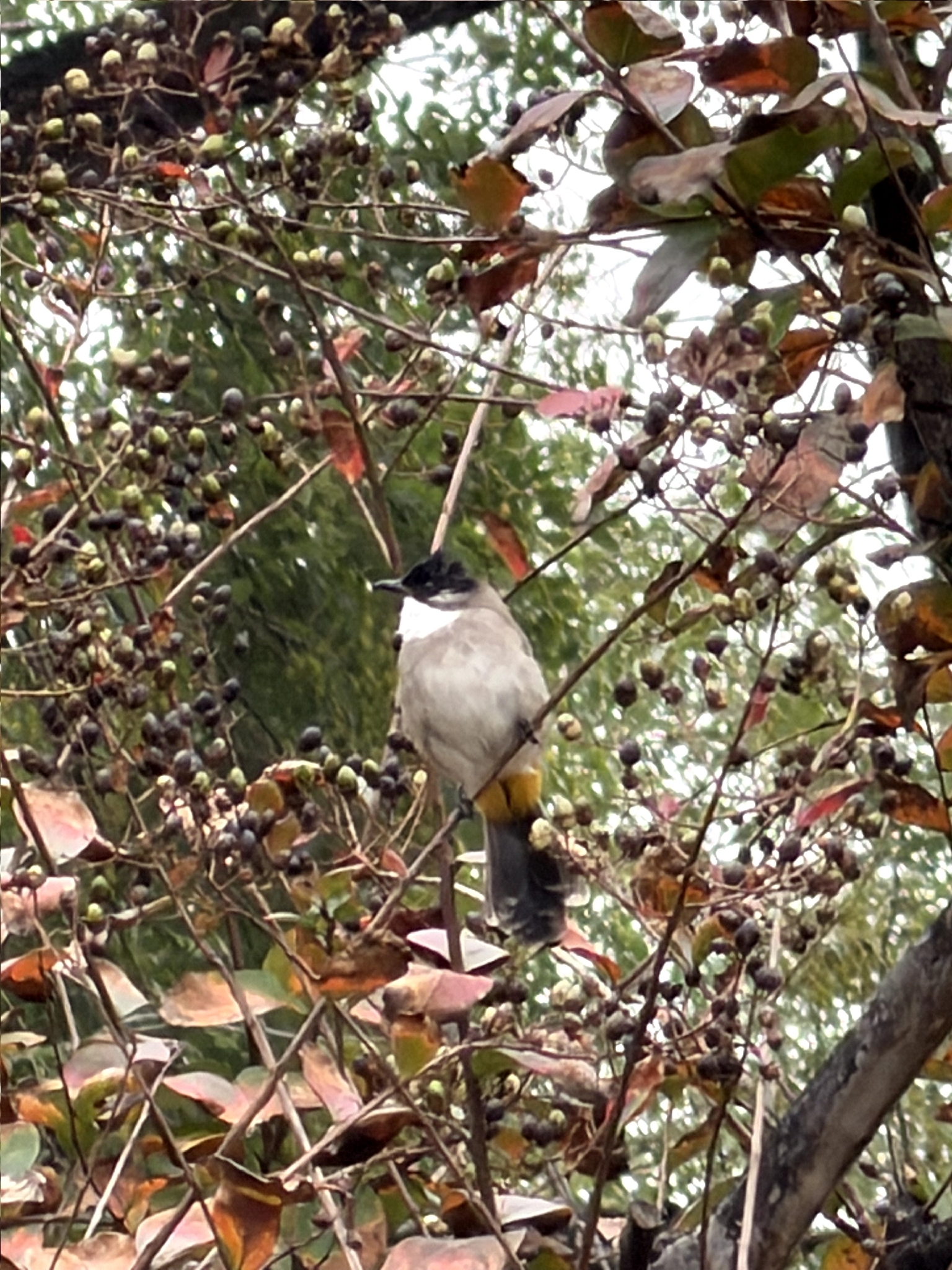 Brown-breasted Bulbul