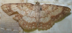 Luxiaria submonstrata