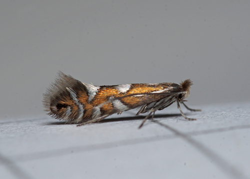 Grey-alder Midget
