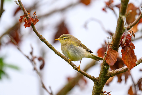 Willow Warbler