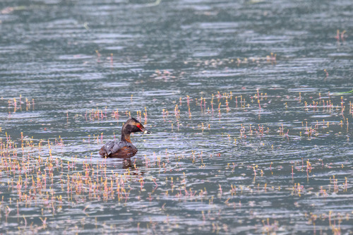 Horned Grebe