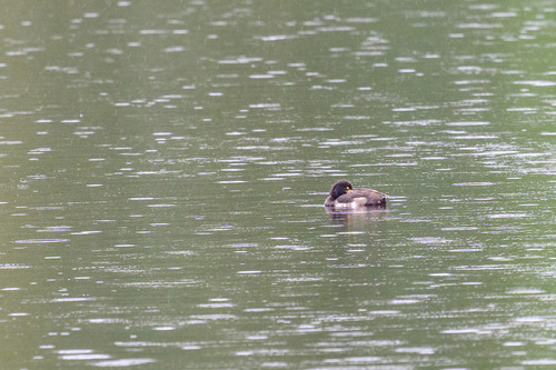 Tufted Duck